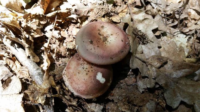 11390123_804946929600865_4554478088346234951_n