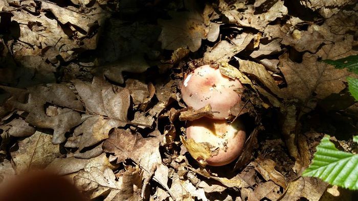 11393190_804946986267526_6030929528986957344_n