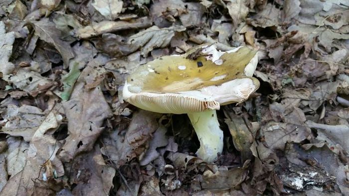 11407027_804947422934149_6409717712503864906_n - Russula -  probabil R aeruginosa