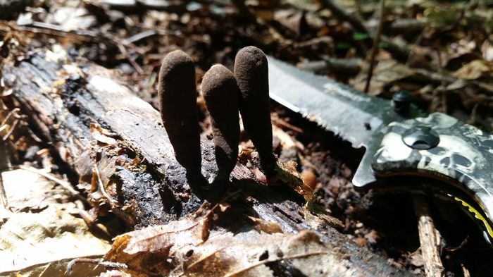 20150705_145722 - Xylaria polimorpha - Degetele mortului