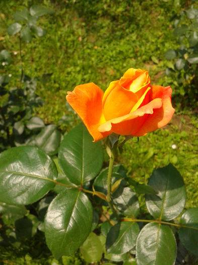 Fotografie0023 - AAAAA_R_TRANDAFIRI 2015_2017