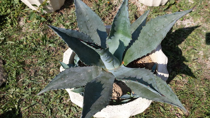 Agava americana - Agave Americana