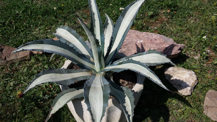 Agava americana mediopicta alba