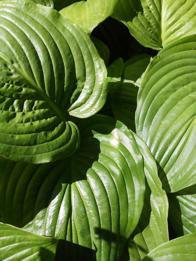 hosta gigant 10 lei radacina