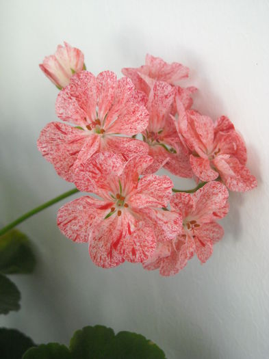  - 0 Zambetul florilor