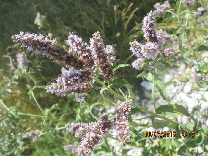 IMG_3648 - Cheile Sohodolului in iulie 2015