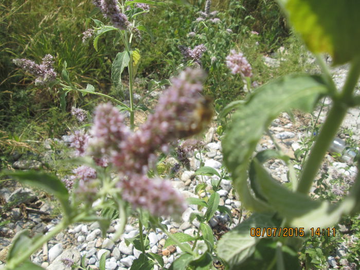 IMG_3649 - Cheile Sohodolului in iulie 2015