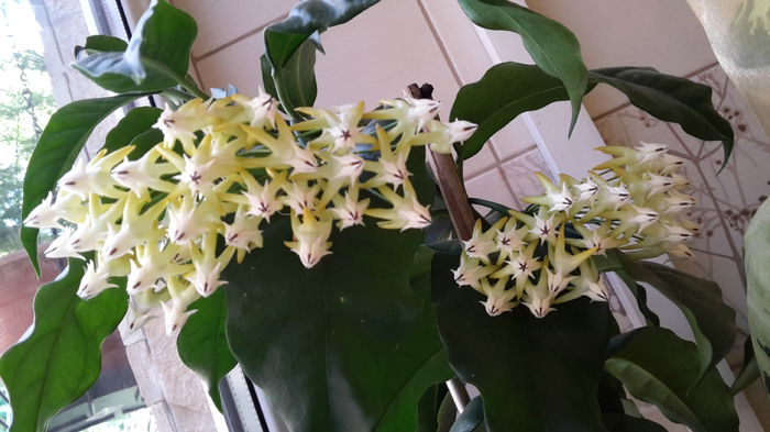 20150716_114944 - hoya- colectia mea