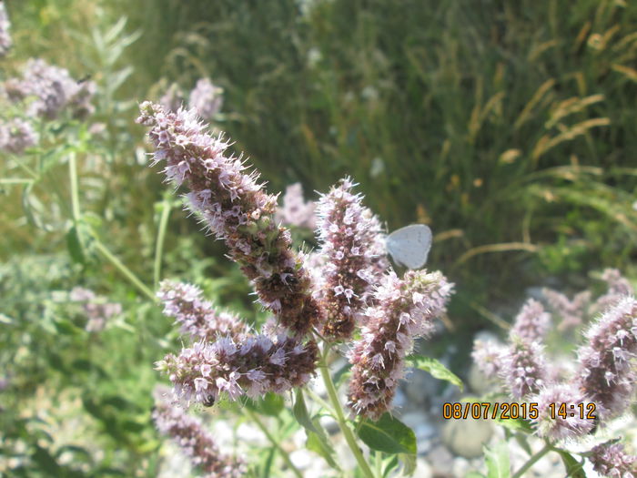 IMG_3656 - Cheile Sohodolului in iulie 2015