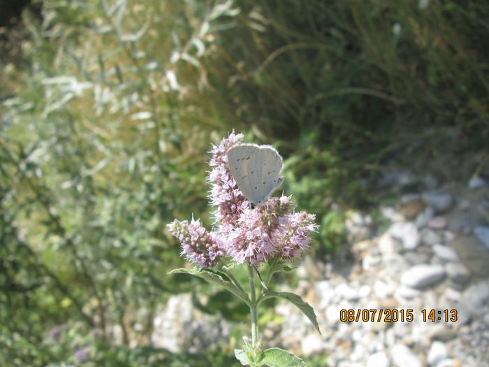 IMG_3659 - Cheile Sohodolului in iulie 2015