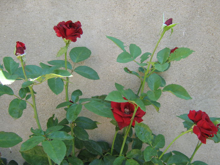 Picture My plants 4357