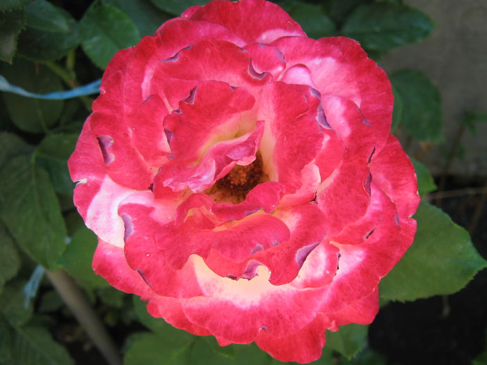 Picture My plants 4358