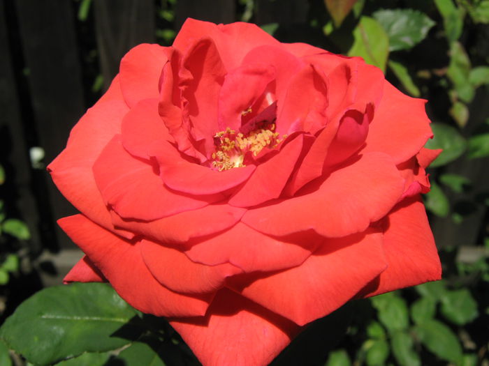 Picture My plants 4380