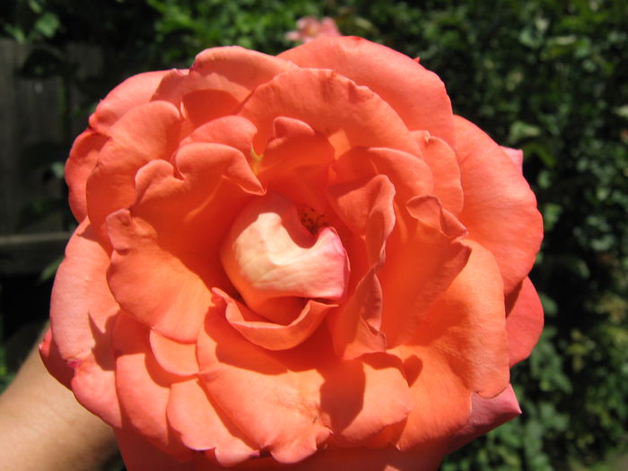 Picture My plants 4381