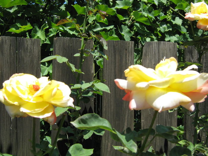 Picture My plants 4383