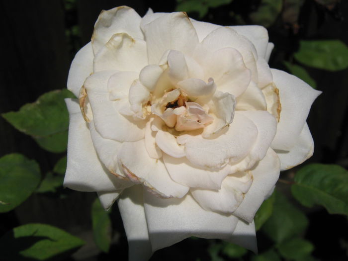 Picture My plants 4385