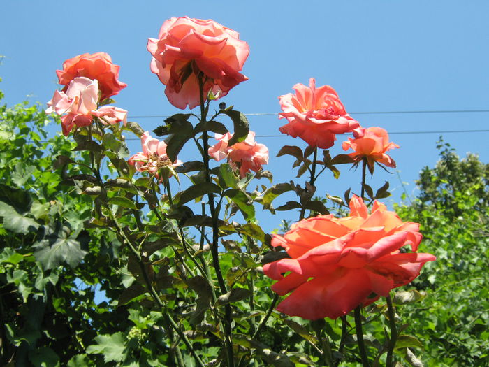 Picture My plants 4382