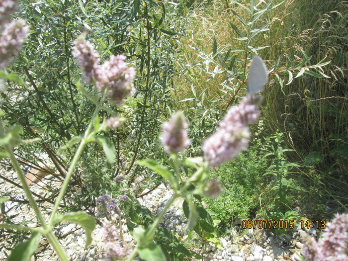 IMG_3660 - Cheile Sohodolului in iulie 2015