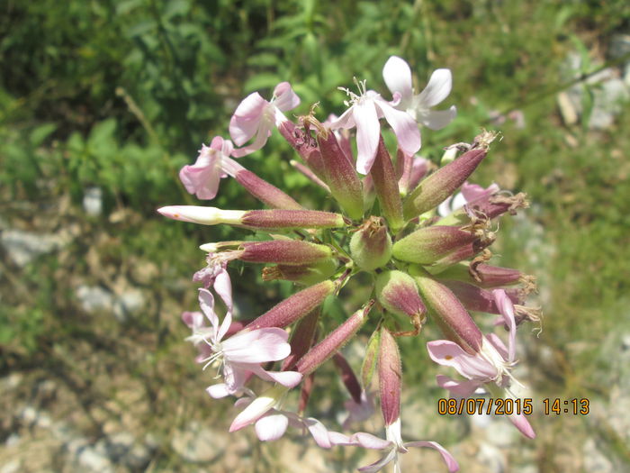 IMG_3661 - Cheile Sohodolului in iulie 2015