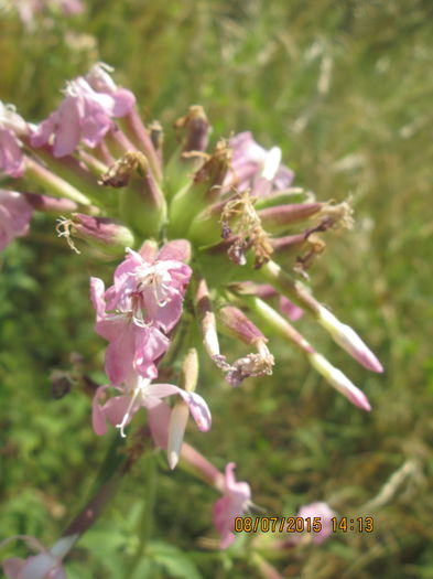 IMG_3662 - Cheile Sohodolului in iulie 2015