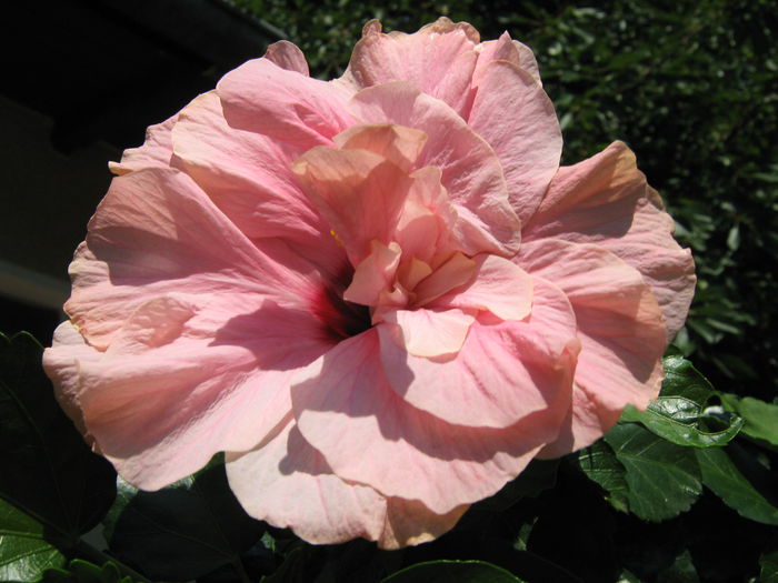 Picture My plants 4371 - Hibiscus Classic Pink