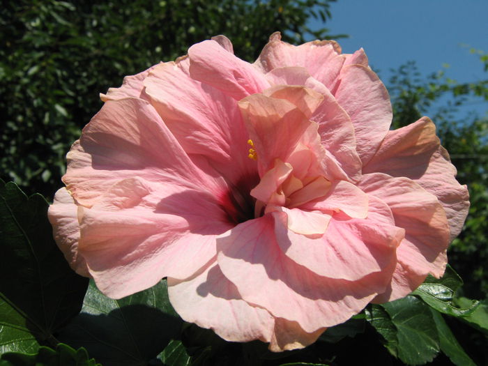 Picture My plants 4372 - Hibiscus Classic Pink