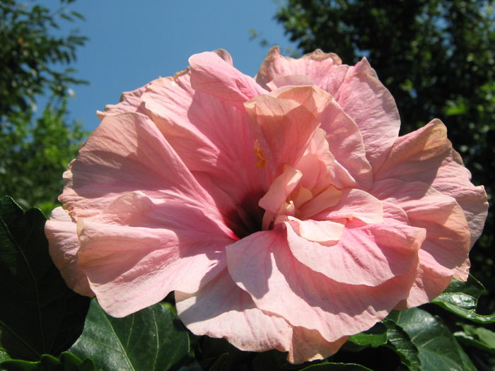 Picture My plants 4373 - Hibiscus Classic Pink