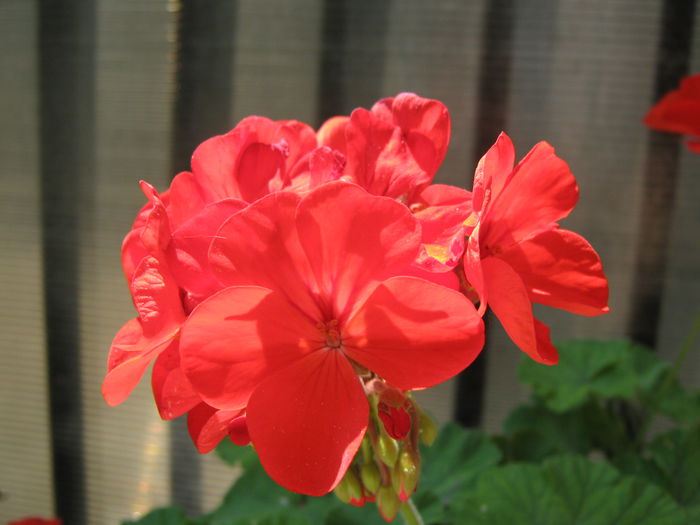 Picture My plants 4347