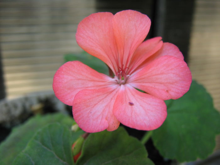 Picture My plants 4349