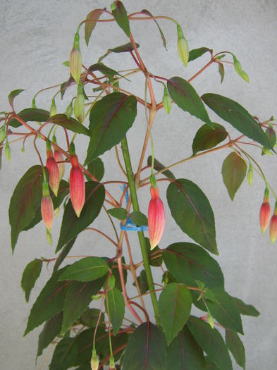 Picture My plants 4351