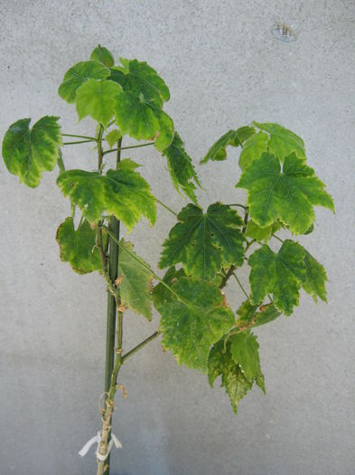 Picture My plants 4352
