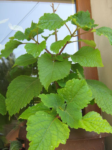 Picture My plants 4354