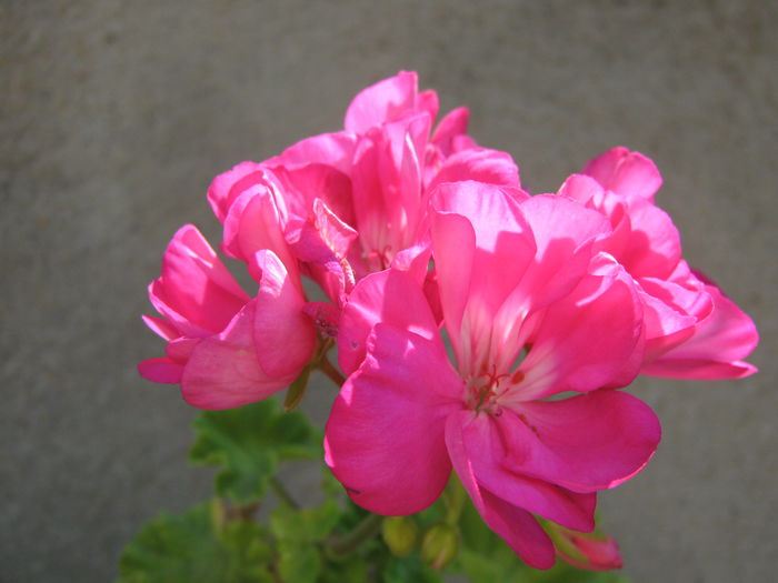 Picture My plants 4355