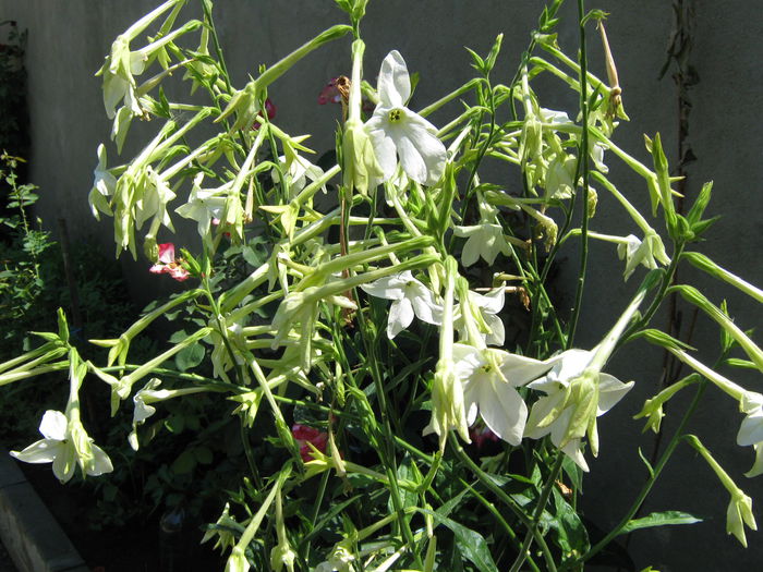 Picture My plants 4359