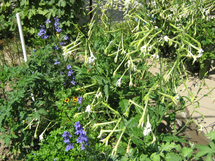 Picture My plants 4361