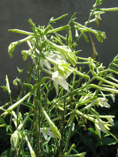Picture My plants 4362
