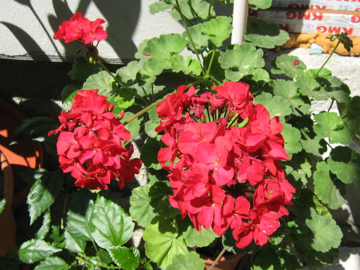 Picture My plants 4365