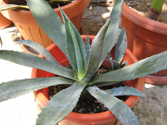 Picture My plants 4367
