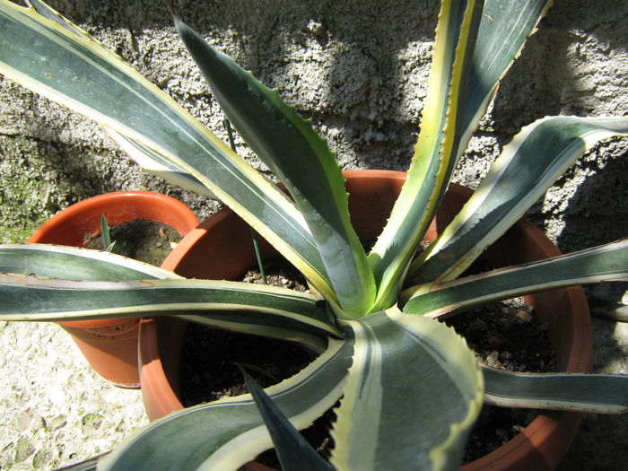 Picture My plants 4368
