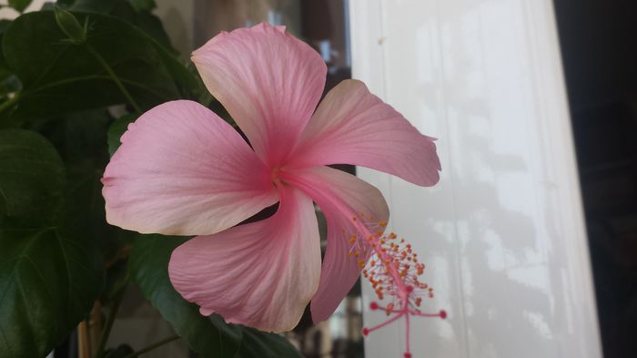 Dainty Pink - Flori 2015