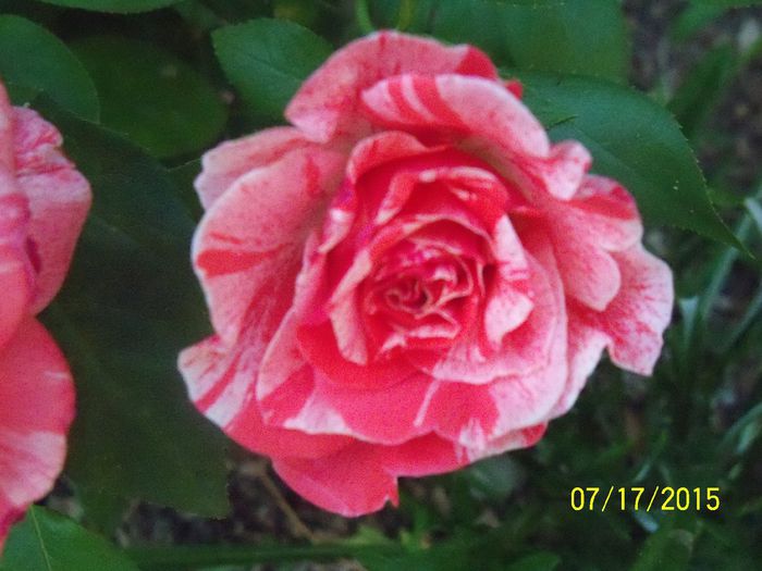 100_3065 - z trandafiri Florov 2015