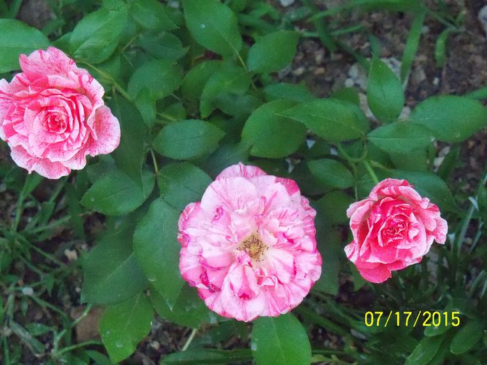 100_3064 - z trandafiri Florov 2015