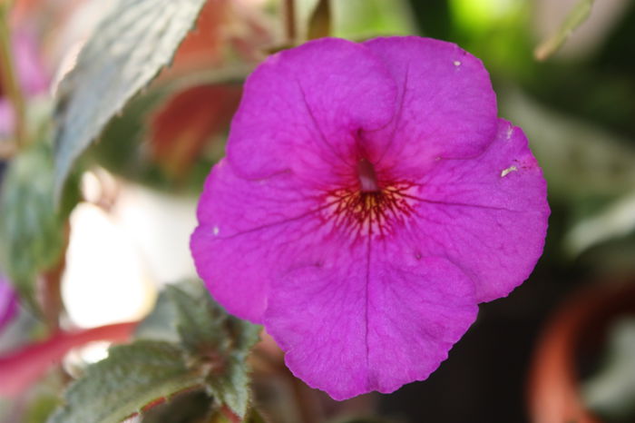 IMG_5449 - 2015 vara fierbinte