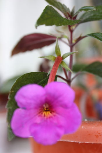 IMG_5453 - 2015 vara fierbinte