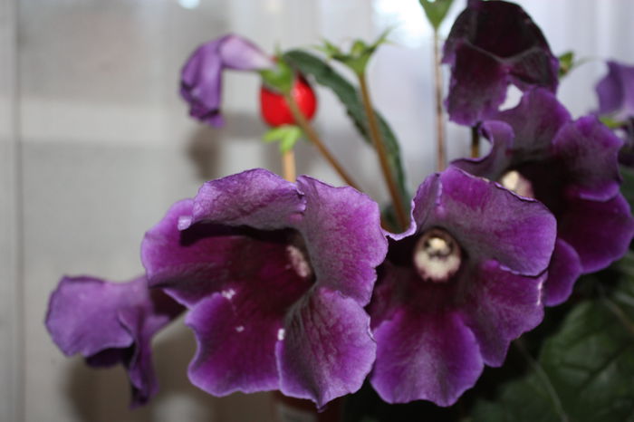 IMG_5459 - 2015 vara fierbinte