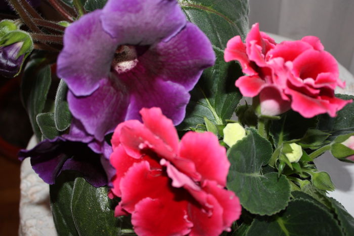 IMG_5460 - 2015 vara fierbinte