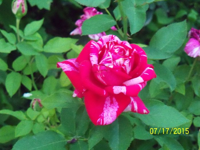 nr 48 - z trandafiri Florov 2015