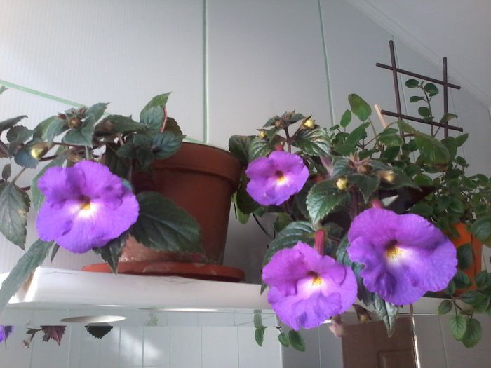 20150717_162022 - Achimenesi 2015-2016-2018-2019