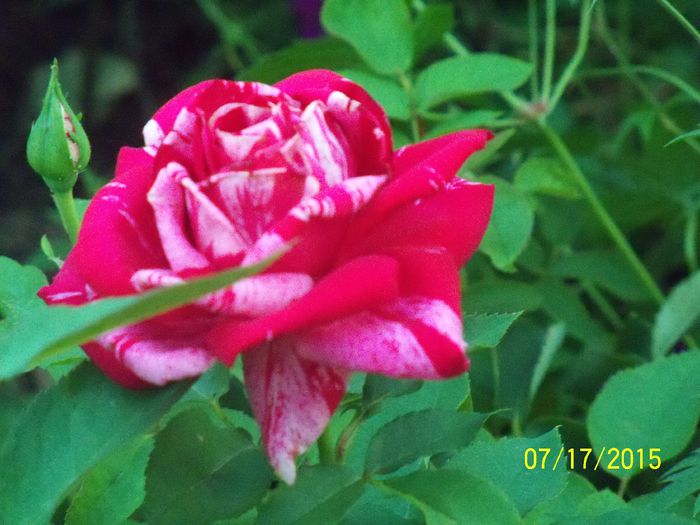 100_3077 - z trandafiri Florov 2015