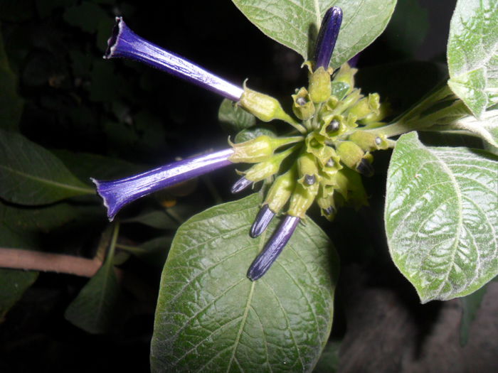 iochroma cyaneum - brugmansii-daturi-iochrome-2015